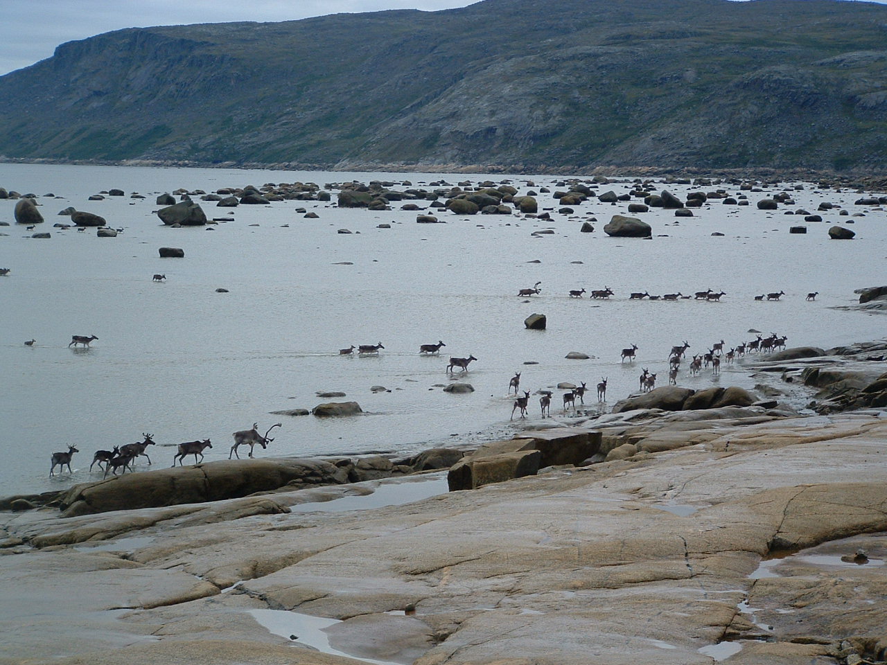 Caribous sur les berges de la rivière aux feuilles,été 2008...(photo: Lester Kovac) Caribous sur les berges de la rivière aux feuilles,été 2008...(photo: Lester Kovac)